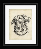 Breed Studies VIII Framed Print