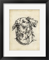 Breed Studies VIII Framed Print