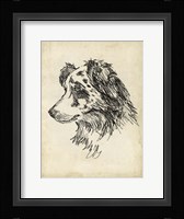 Breed Studies XI Framed Print