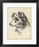 Breed Studies XI Framed Print