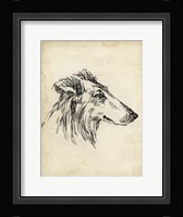 Breed Studies XII Framed Print