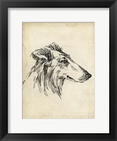 Breed Studies XII Framed Print
