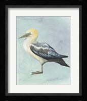Watercolor Beach Bird III Framed Print