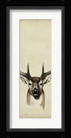 Triptych Whitetail II Framed Print