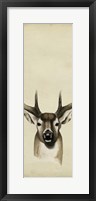 Triptych Whitetail II Framed Print