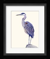 Heron Study I Framed Print