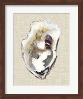 Oyster Shell Study I Fine Art Print