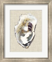 Oyster Shell Study I Fine Art Print