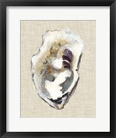 Oyster Shell Study I Framed Print