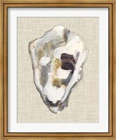 Oyster Shell Study II Fine Art Print