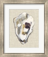 Oyster Shell Study II Fine Art Print