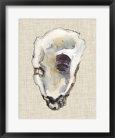 Oyster Shell Study III Fine Art Print