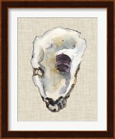 Oyster Shell Study III Fine Art Print