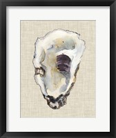 Oyster Shell Study III Framed Print