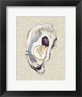 Oyster Shell Study IV Fine Art Print