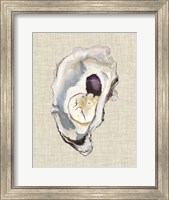 Oyster Shell Study IV Fine Art Print