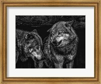 Wolfpack Black & White Fine Art Print