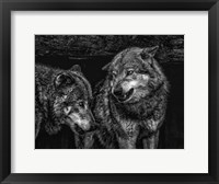Wolfpack Black & White Fine Art Print
