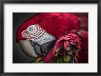 Red Ara Parrot Fine Art Print