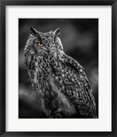 Wise Owl 2  Black & White Fine Art Print