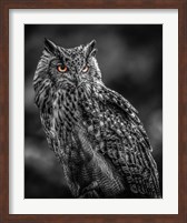 Wise Owl 2  Black & White Fine Art Print