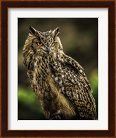 Wise Owl 2 Fine Art Print