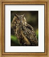 Wise Owl 2 Fine Art Print