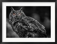 Wise Owl 3 Black & White Fine Art Print