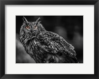 Wise Owl 3 Black & White Fine Art Print
