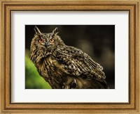 Wise Owl 3 Fine Art Print