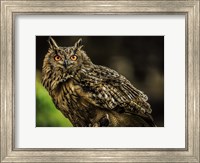 Wise Owl 3 Fine Art Print