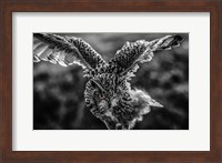 Wise Owl 4 Black & White Fine Art Print