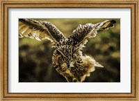 Wise Owl 4 Fine Art Print