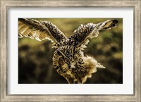 Wise Owl 4 Fine Art Print