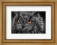 Wise Owl 5 Black & White Fine Art Print