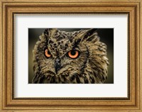 Wise Owl 5 Fine Art Print