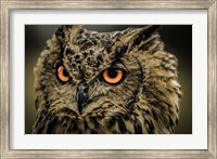 Wise Owl 5 Fine Art Print