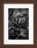 Little Monkey 3 Black & White Fine Art Print