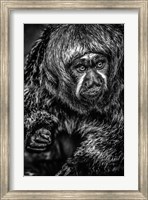 Little Monkey 3 Black & White Fine Art Print