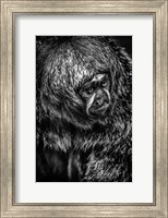 Little Monkey 4 Black & White Fine Art Print