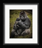The Male Gorilla Black Fine Art Print