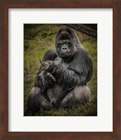 The Male Gorilla Black Fine Art Print