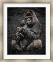 The Male Gorilla Fine Art Print