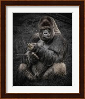 The Male Gorilla Fine Art Print