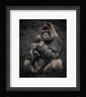 The Male Gorilla Fine Art Print