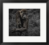 Gorillas Fine Art Print