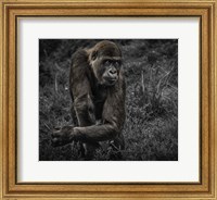 Gorillas Fine Art Print