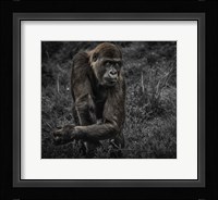Gorillas Fine Art Print