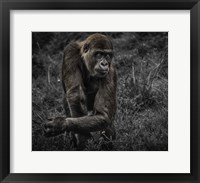 Gorillas Fine Art Print