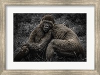 Gorillas 2 Fine Art Print